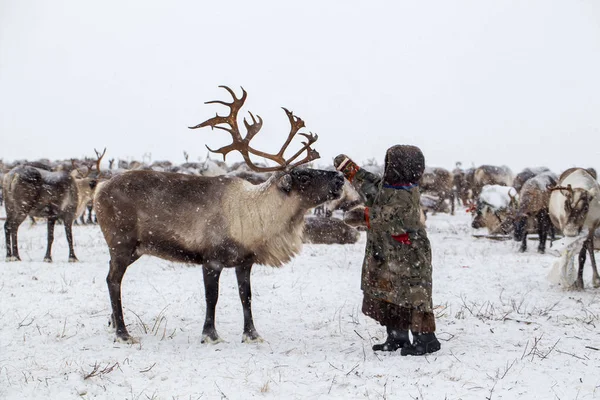 Jamal-Halbinsel, Sibirien. eine Herde Rentiere im Winter, Rentiere — Stockfoto