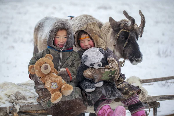 Península de Yamal, Siberia. Una manada de renos en invierno, Reno — Foto de Stock