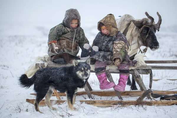 Jamal-Halbinsel, Sibirien. eine Herde Rentiere im Winter, Rentiere — Stockfoto