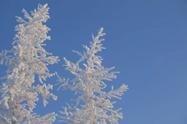 Vackert vinterlandskap tundra, frost på grenarna av — Stockfoto