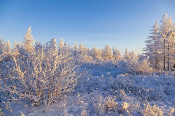 Beautiful winter landscape of tundra, frost on the branches of — стоковое фото