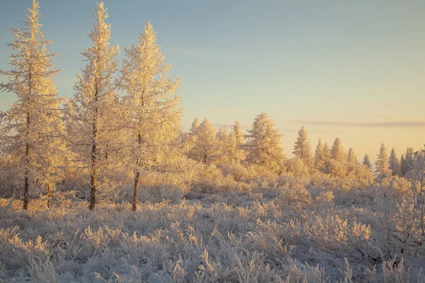 Krásná zimní krajina tundry, mráz na větvích — Stock fotografie