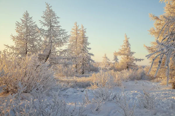 Krásná zimní krajina tundry, mráz na větvích — Stock fotografie