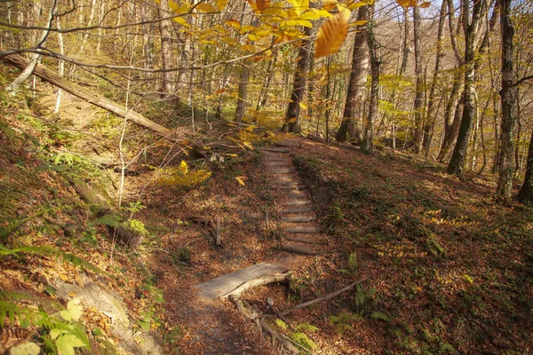 Route forestière d'automne. Chemin de terre dans la forêt d'automne — Photo