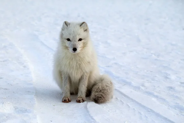 Wildtiere, Nördlicher Weißfuchs in natürlichem Lebensraum, Polarfuchs in t — Stockfoto