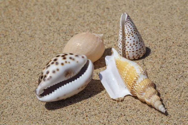 Thailand. Tropical landscape. Seashells in the sand — Stock Photo, Image