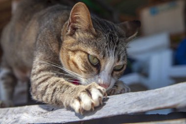 Büyük kedi ağaç dalında pençelerini biler.