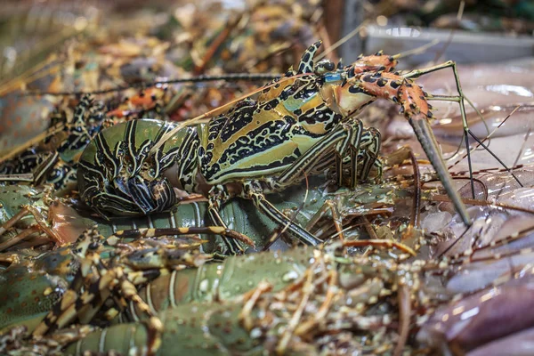 바다 가재입니다. 그것은 아시아 시장의 해산물 별미이다 — 스톡 사진