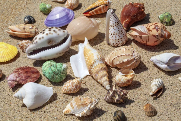 Thailand. Tropical landscape. different in shape seashells on th — Stock Photo, Image