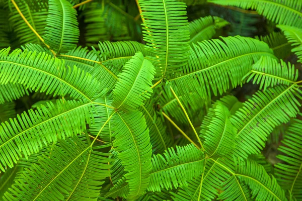 Hojas de helecho verde brillante en la selva tropical —  Fotos de Stock