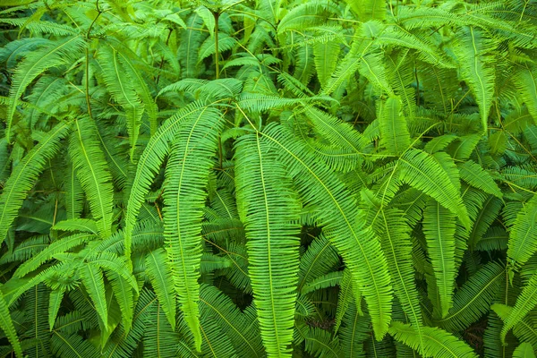 Yağmur ormanlarında yeşil eğreltiotu yaprakları — Stok fotoğraf
