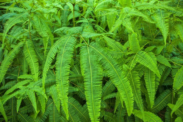 Hojas de helecho verde brillante en la selva tropical —  Fotos de Stock