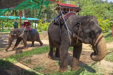 Phuket, Tayland, fil çiftliği, fil biniciliği