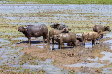 İnekler ve boğalar yeşil bir alanda otluyor. Evcil Hayvanlar. 