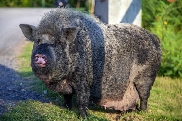 Caminhada livre na natureza. A melhoria da casa é um grande porco preto. Porco br — Fotografia de Stock