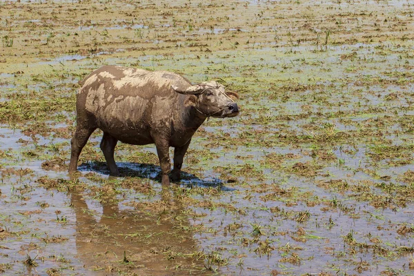 Koeien en stieren grazen op een groen veld. Binnenlandse dieren.Aziatisch — Stockfoto