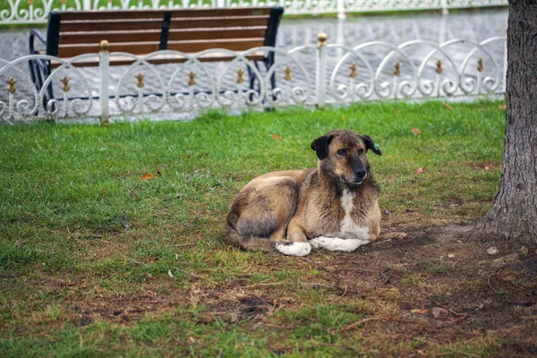 Бродячая собака на улице в городе — стоковое фото