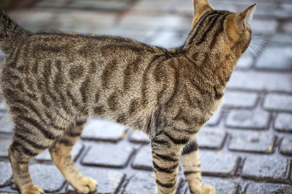 Tigre para colorear gato doméstico, primer plano — Foto de Stock