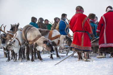  Yamal, açık alan, tundra, aşırı kuzey, ren geyiği yarışları 