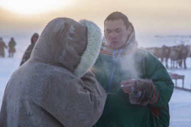  Yamal, açık alan, tundra, aşırı kuzey, ren geyiği yarışları 