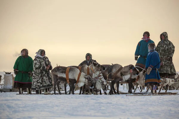 Yamal, open area, tundra,The extreme north,  Races on reindeer — 스톡 사진