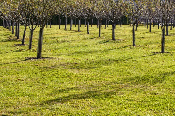 Huerto, árboles jóvenes de manzanos, plantados simétricamente, Línea — Foto de Stock