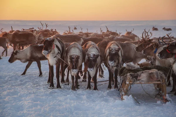 Skrajna północ, Yamal, renifer w Tundra, jelenie uprząż Wi — Zdjęcie stockowe