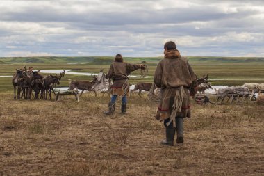 Aşırı kuzey, Yamal, Tundra dizginleri , Geyik koşum w