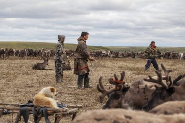 Aşırı kuzey, Yamal, Tundra dizginleri , Geyik koşum w