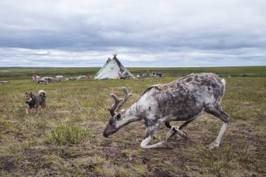 En kuzeyde, Tundra 'da ren geyiği, ren geyiğiyle geyik koşumu