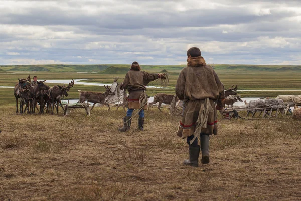 Az északi szélsőséges, Yamal, rénszarvas a Tundra, Deer heveder w — Stock Fotó