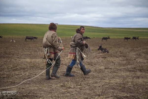 O extremo norte, renas em Tundra, veados arreiam com renas — Fotografia de Stock