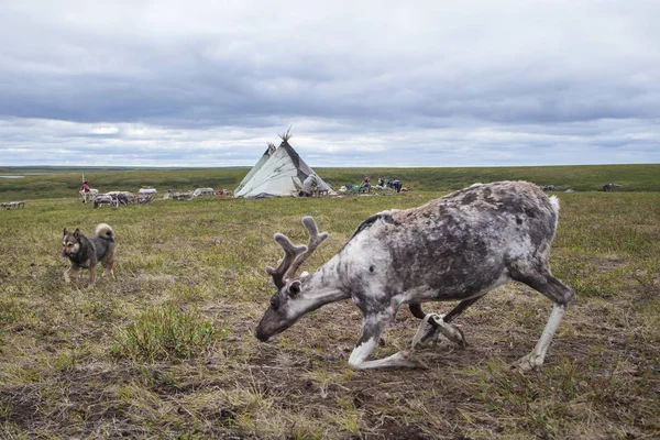 Het uiterste noorden, rendieren in Tundra, Herten harnas met rendieren — Stockfoto