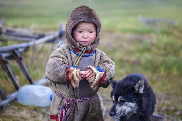 是冻土带的居民、是极北的尼尼的草场 — 图库照片