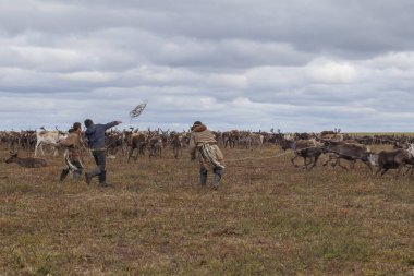 Aşırı kuzey, Yamal, Tundra dizginleri , Geyik koşum w