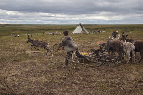 Het uiterste noorden, rendieren in Tundra, Herten harnas met rendieren — Stockfoto