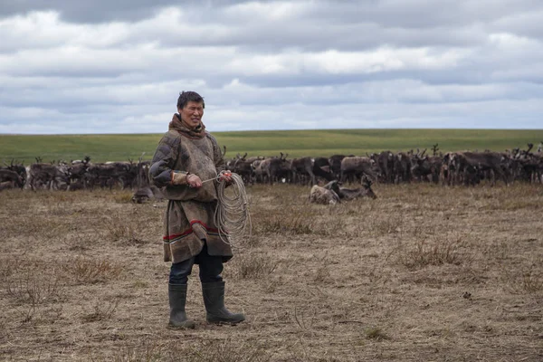 Der äußerste Norden, Rentiere in der Tundra, Hirschgeschirr mit Rentieren — Stockfoto