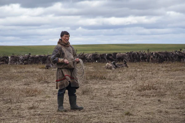 O extremo norte, renas em Tundra, veados arreiam com renas — Fotografia de Stock