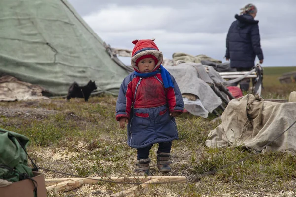 Tundra, skrajna północ, Yamal, pastwisko ludzi Nenets, — Zdjęcie stockowe