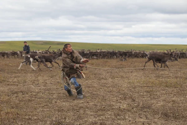 Tundra, a szélsőséges észak, a szélsőséges észak, Yamal, rénszarvas — Stock Fotó