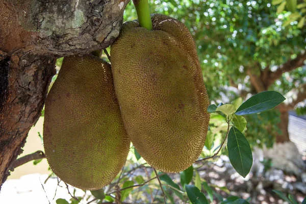 Songkhla thailand del fruto del pan —  Fotos de Stock