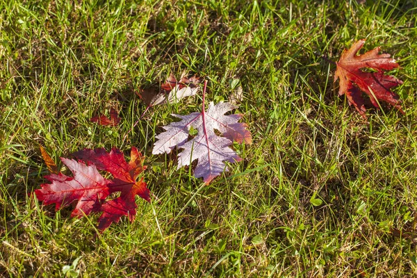Outono dourado, bela paisagem de outono, folhas amarelas no — Fotografia de Stock