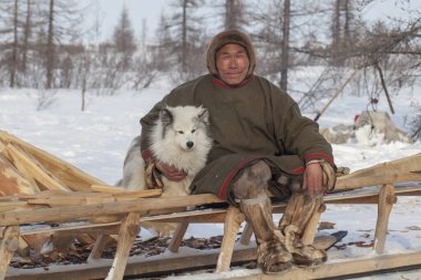 Yamal'ın çok kuzeyinde, tundra, mera nord reindeers, closeup liman