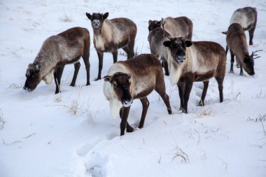 Kuzeyde Yamal Yarımadası, Tundra 'da ren geyiği geyiği, geyik koşumu, Nenet otlağı, kış havasında ren geyiği sürüsü.