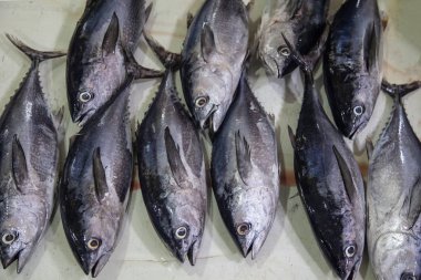 Doğu pazarı, satılık balıklar, büyük orkinos