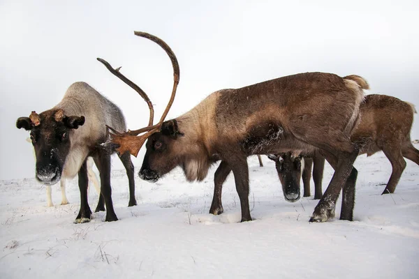 Het Uiterste Noorden Yamal Peninsula Rendieren Tundra Herten Harnas Met — Stockfoto