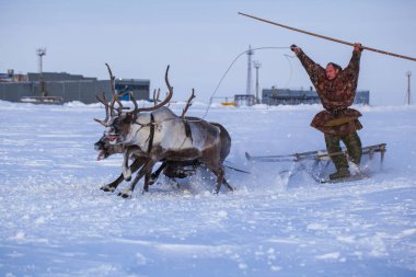 Nadym, Rusya - 23 Şubat 2020: En kuzeyde Yamal Yarımadası, geyikli geyik koşumu, Nenets otlağı, kış havasında ren geyiği sürüsü, açık alan, tundra, aşırı kuzeyde ren geyiği yarışı