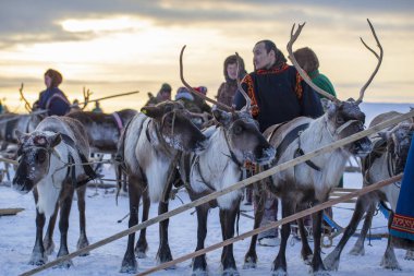 Nadym, Rusya - 23 Şubat 2020: En kuzeyde Yamal Yarımadası, geyikli geyik koşumu, Nenets otlağı, kış havasında ren geyiği sürüsü, açık alan, tundra, aşırı kuzeyde ren geyiği yarışı