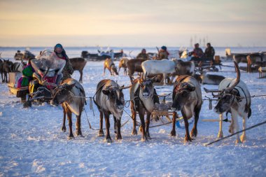 Nadym, Rusya - 23 Şubat 2020: En kuzeyde Yamal Yarımadası, ren geyiğiyle geyik koşumu, kış havasında ren geyiği sürüsü, açık alan, tundra, aşırı kuzey, 