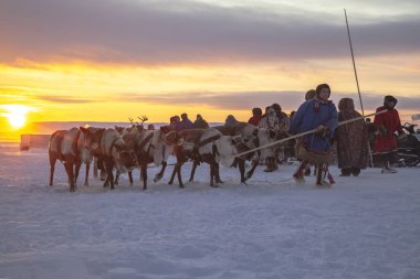 Nadym, Rusya - 23 Şubat 2020: En kuzeyde Yamal Yarımadası, ren geyiğiyle geyik koşumu, kış havasında ren geyiği sürüsü, açık alan, tundra, aşırı kuzey, ren geyiği yarışları.